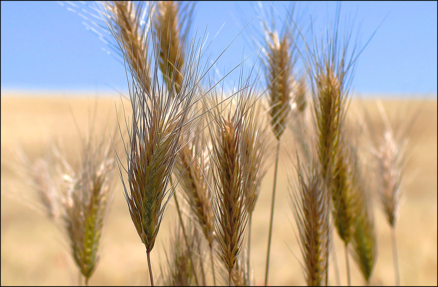 The colors of Summer, Giulianello June 20, 2013