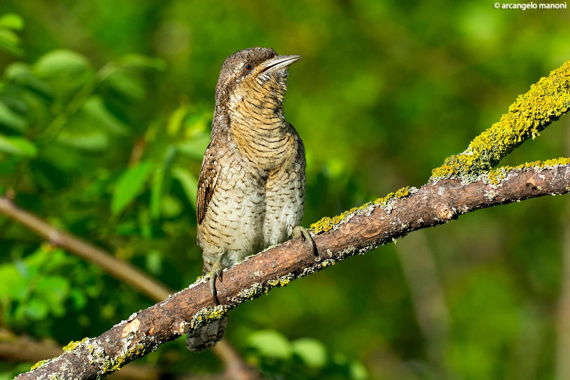 The song of torticollis