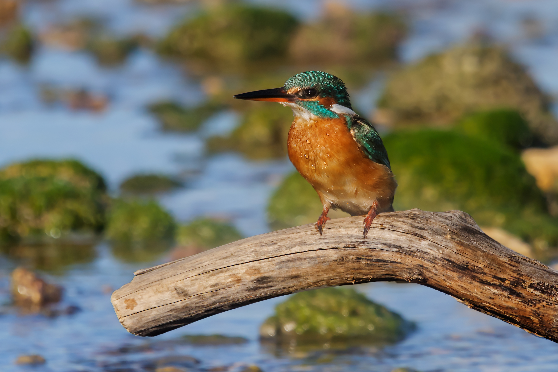 Martin pescatore femm.