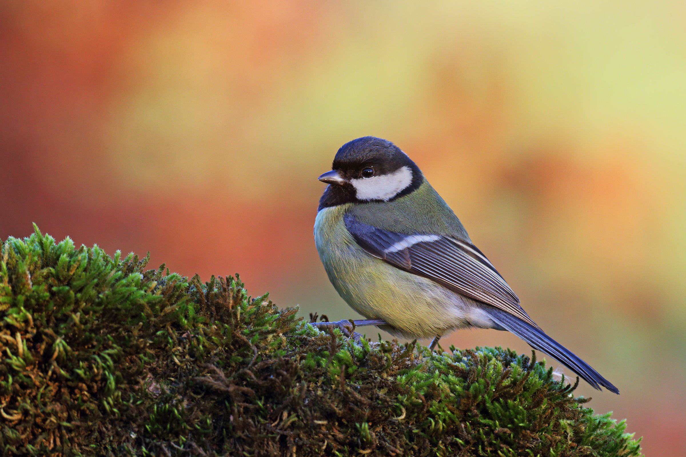 Great Tit