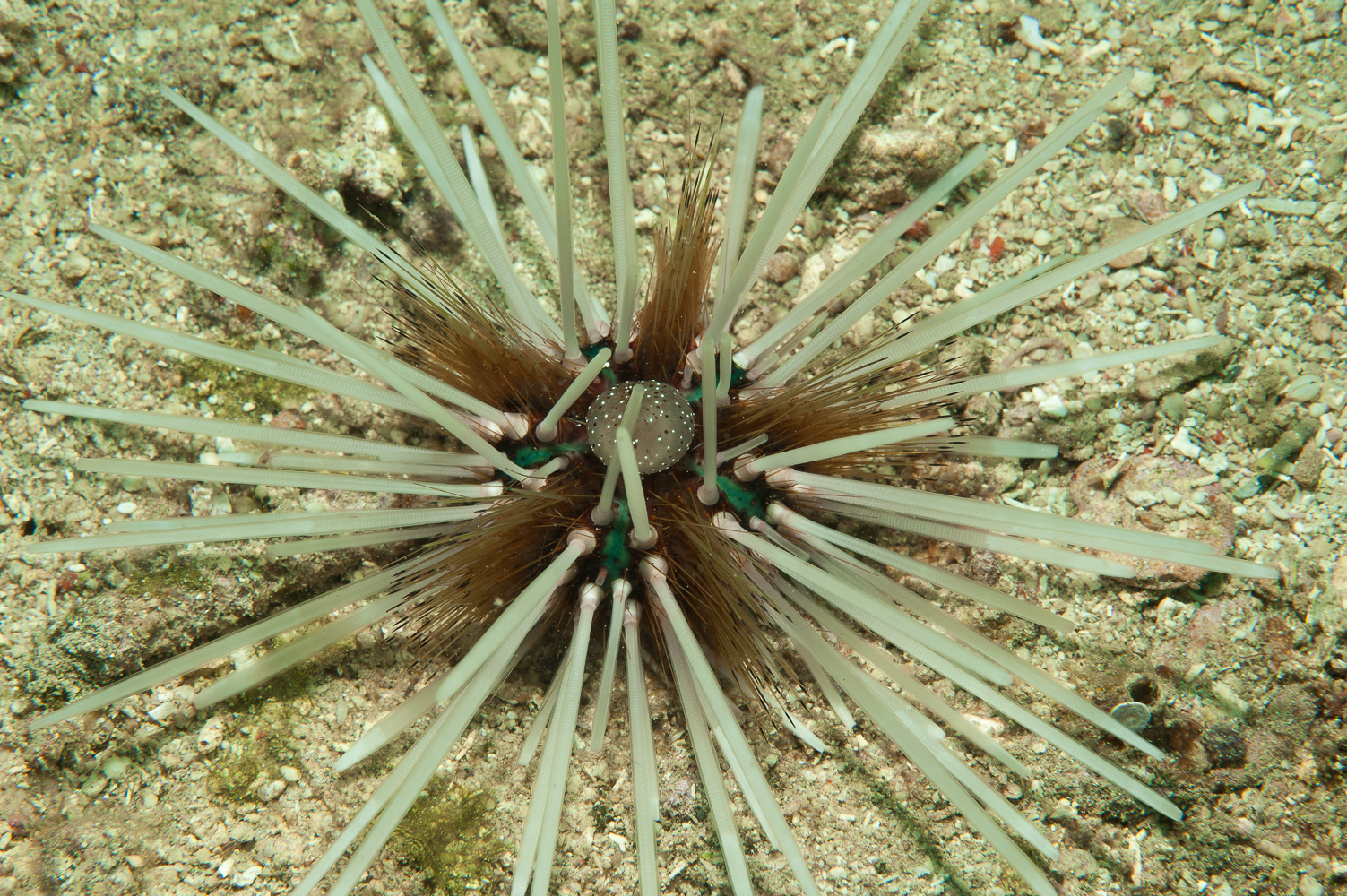 echinothrix calamari