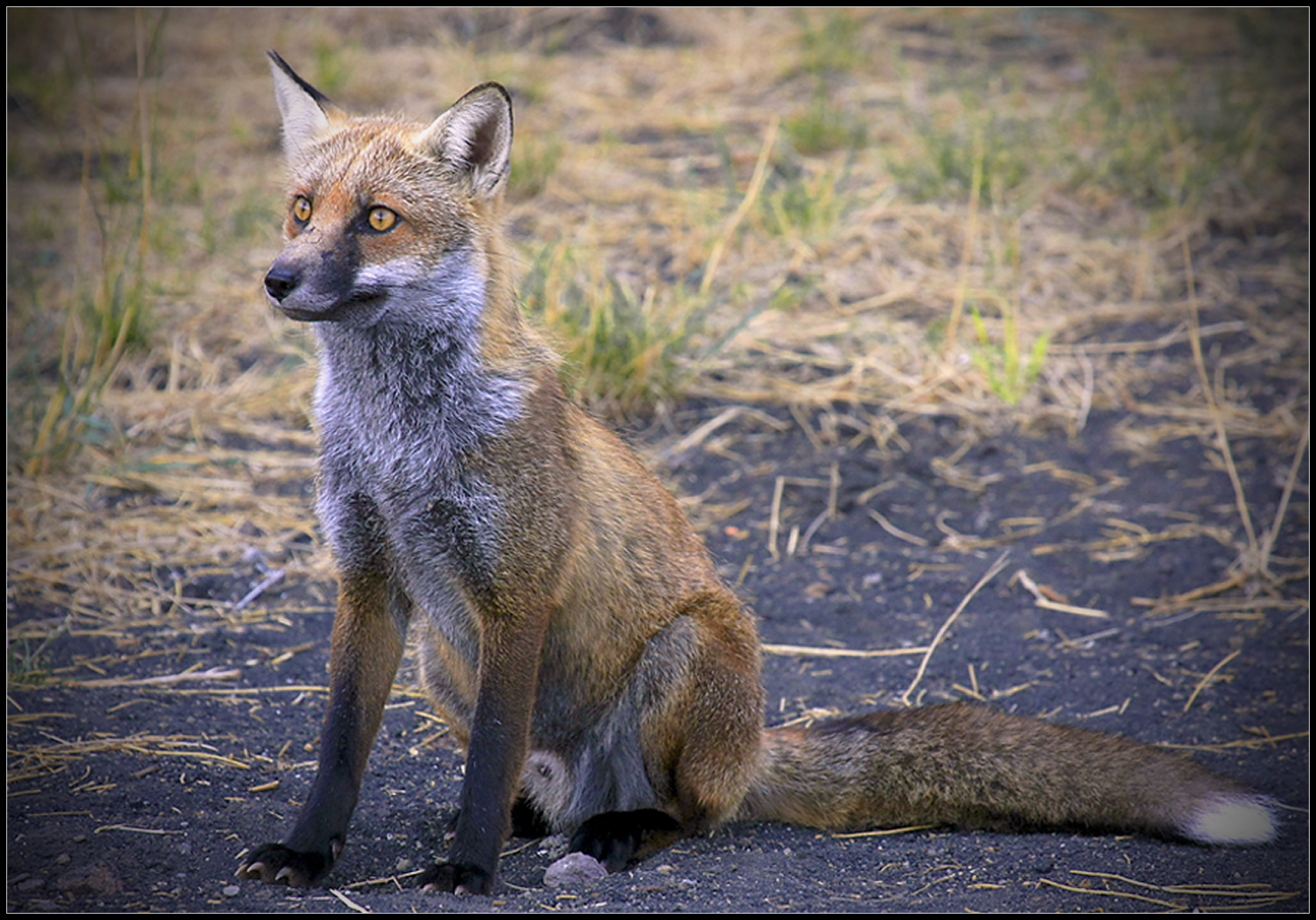 Volpe of Etna, Sicily in August 2009
