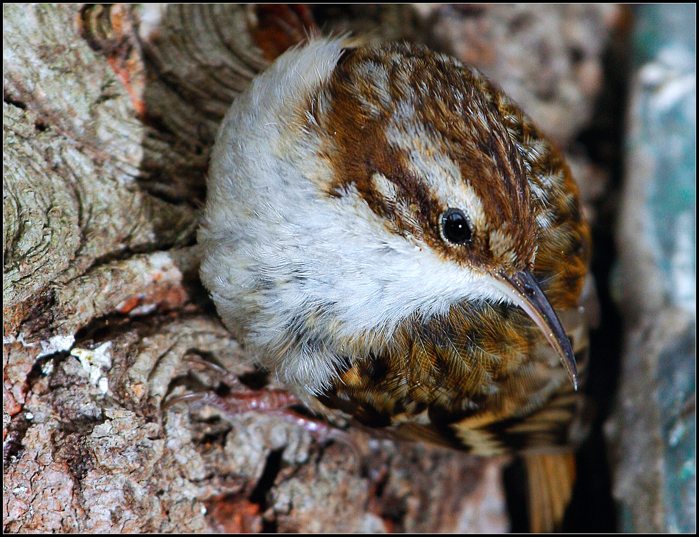 The Treecreeper (Certhia brachydactyla)