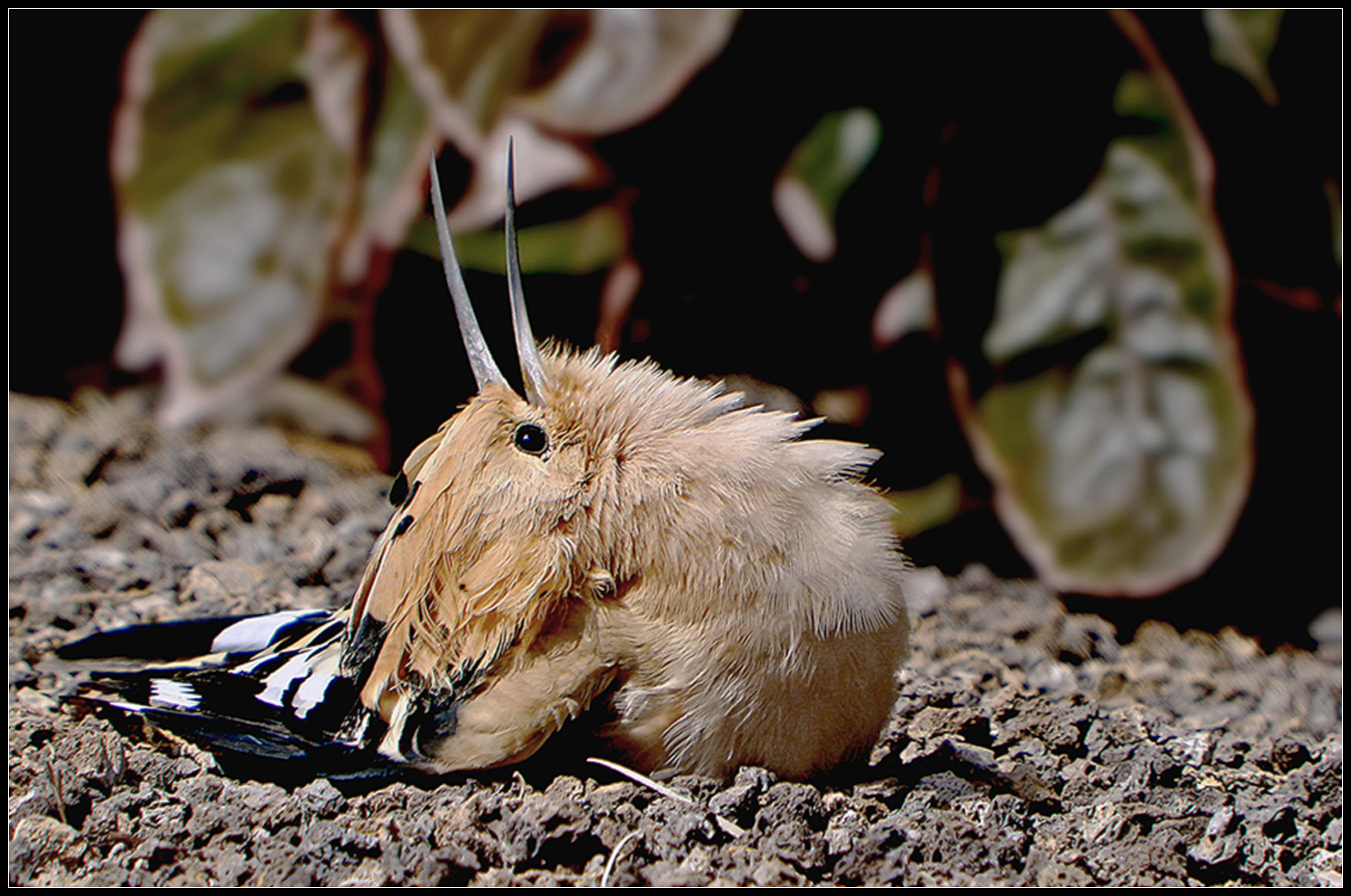 A bath of Sun Hoopoe, August 2009