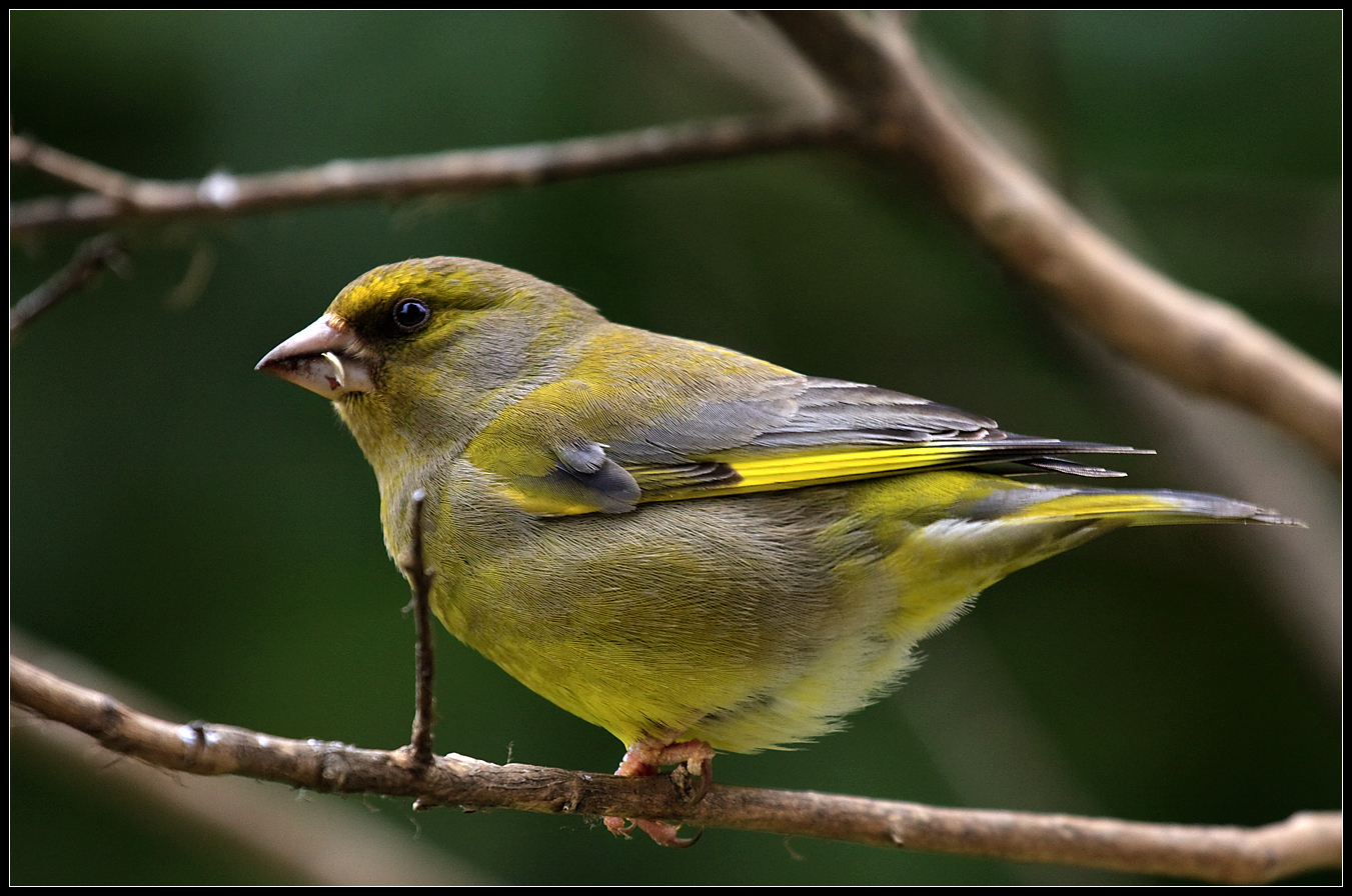 Verdone, Velletri March 22, 2010