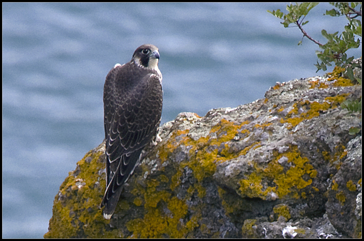 Peregrine Falcon in the Castelli