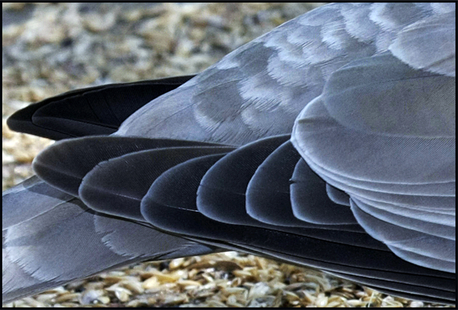 The elegance of Tortora