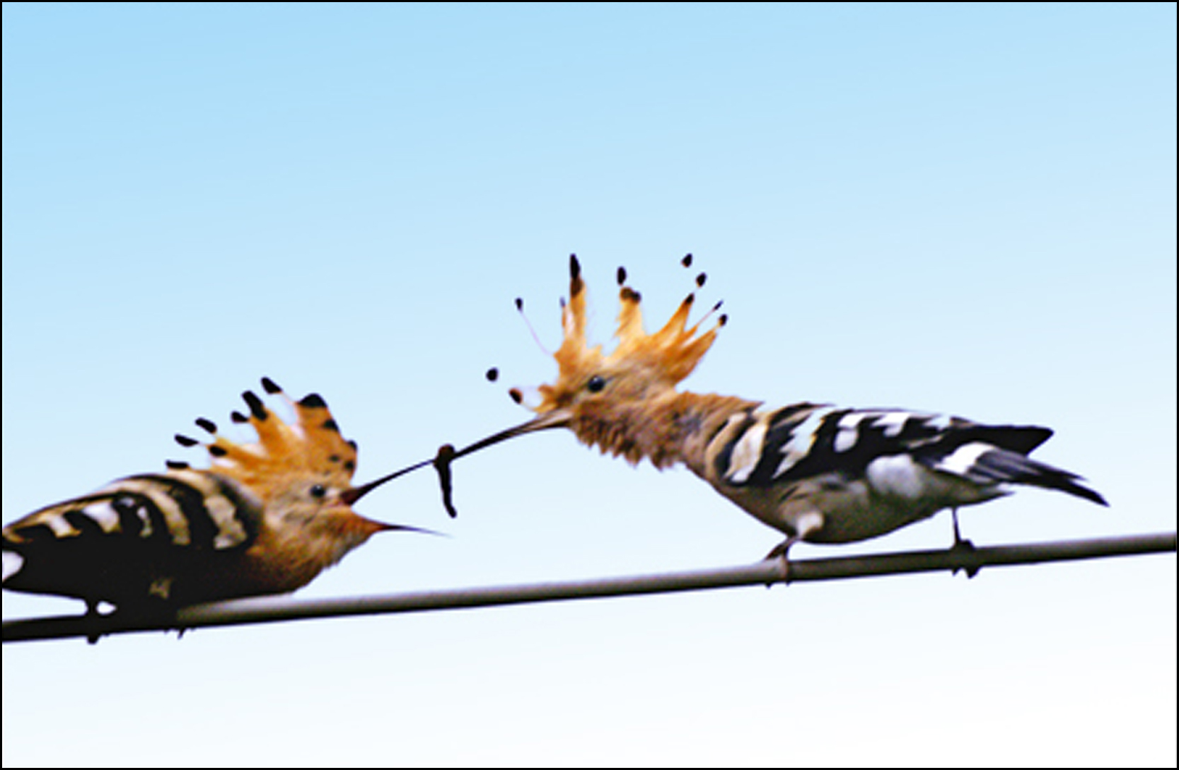 Hoopoe with the small, Velletri