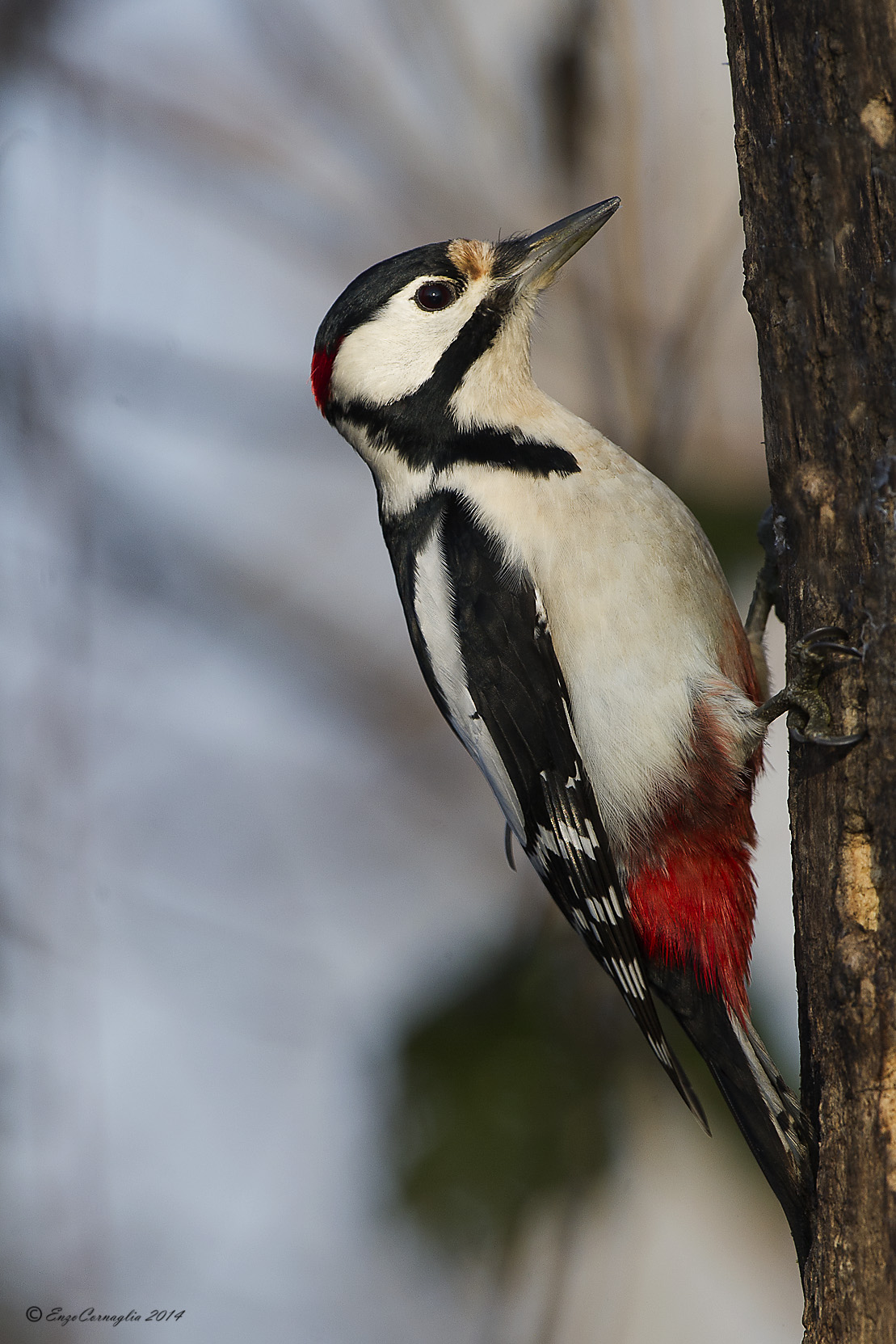 Woodpecker