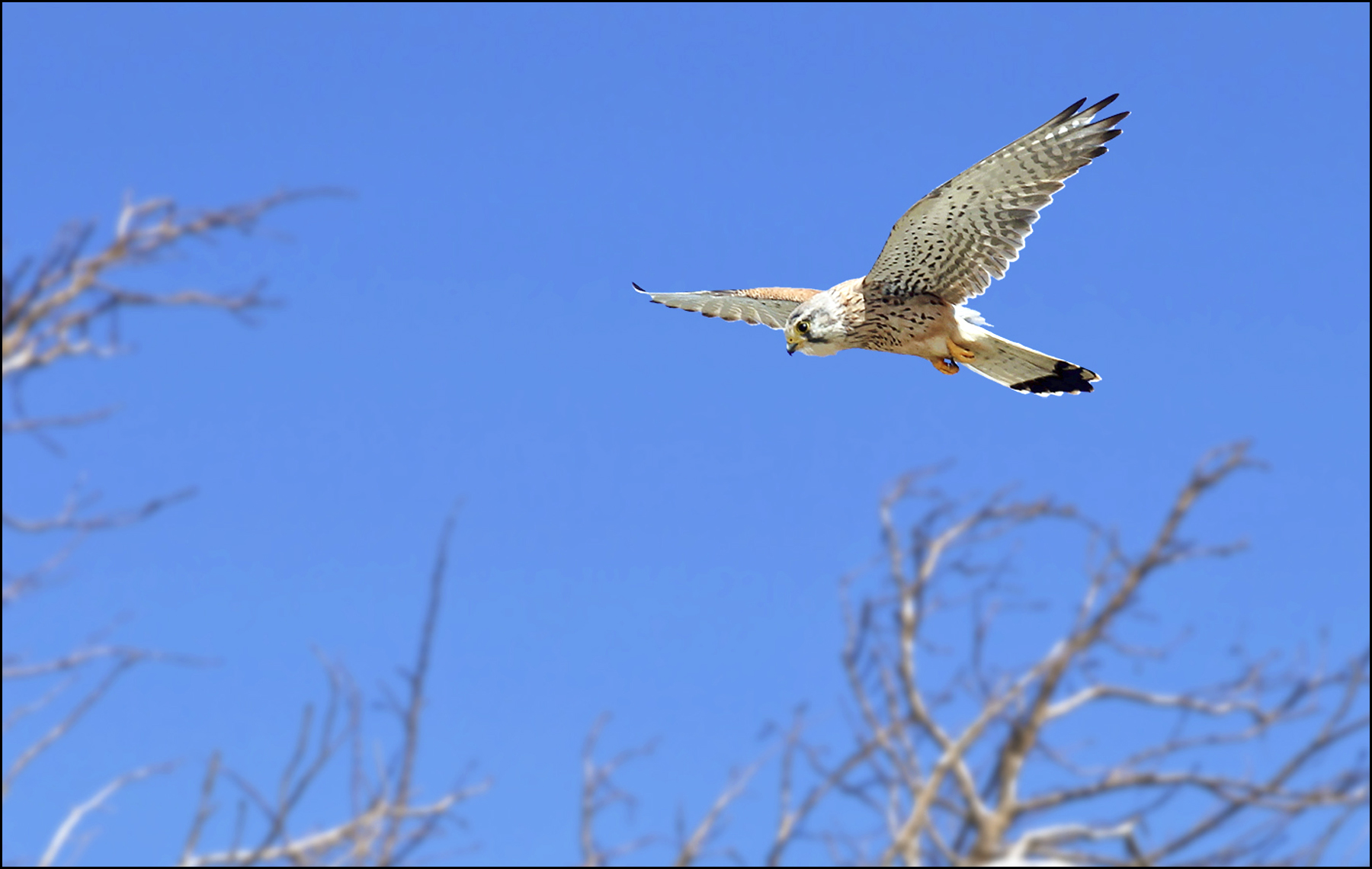 Kestrel (Falco tinnunculus), hunting in the dunes