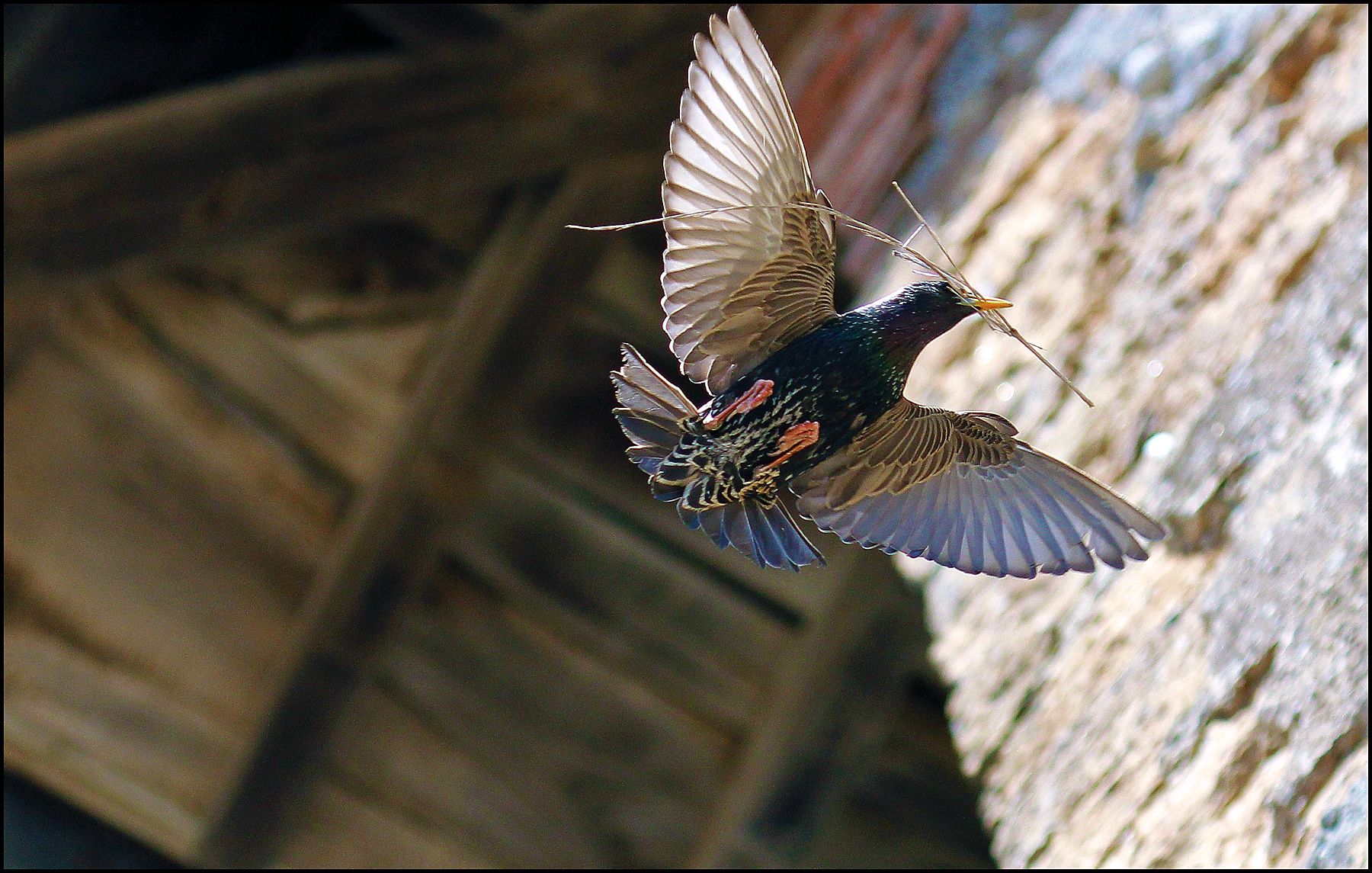Starlings on Palazzo Salviati, Giulianello April 15, 2013