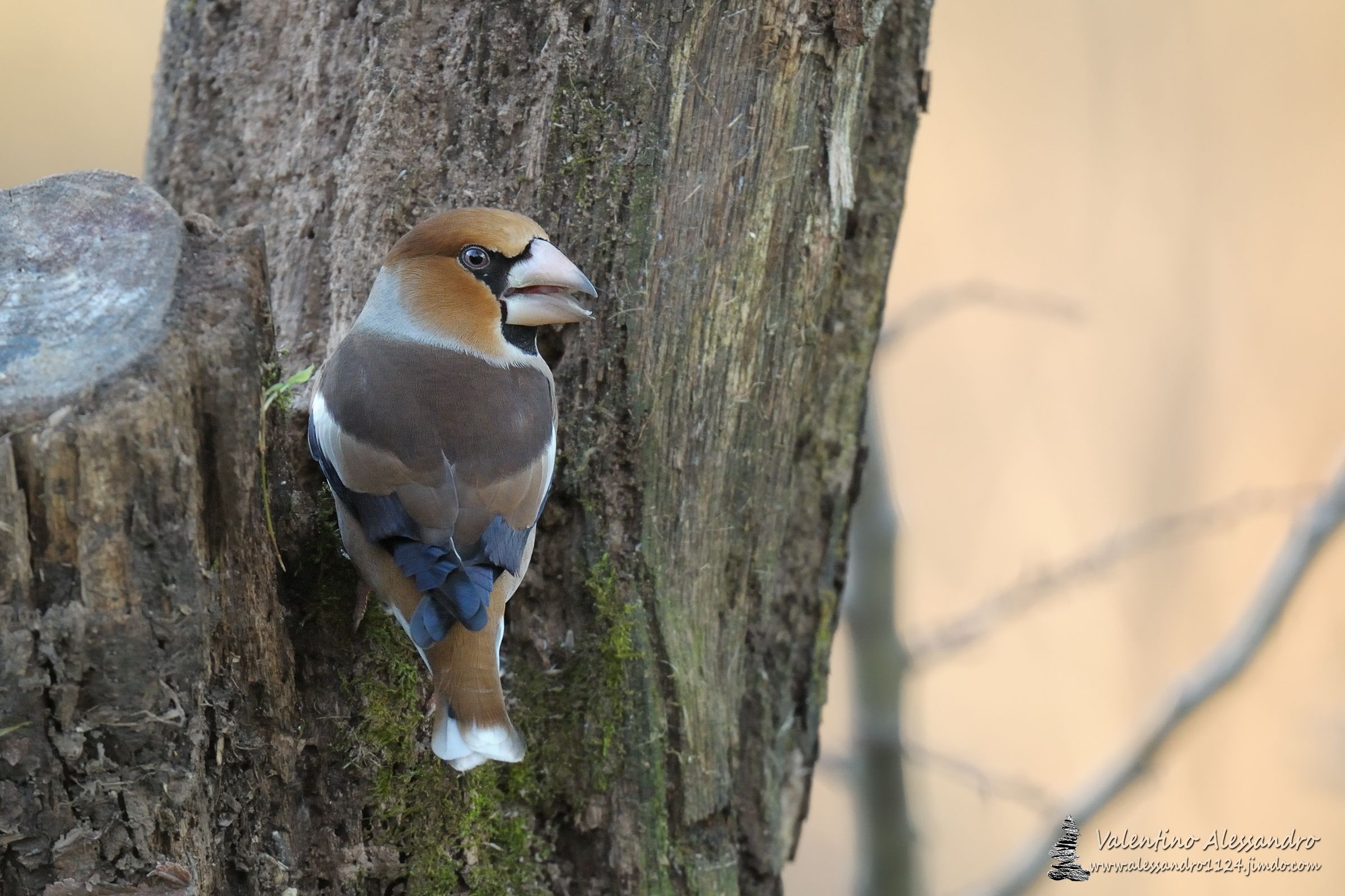 Il regalo del Frosone