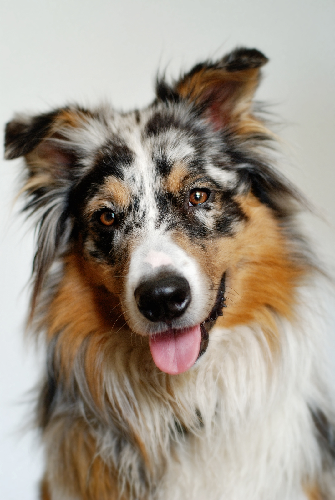 australian shepard