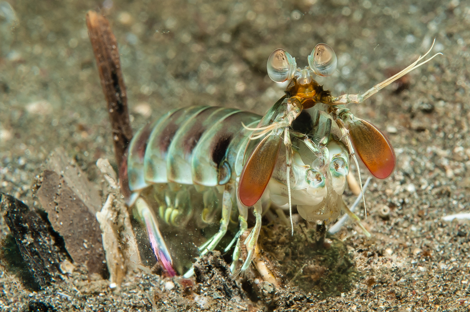 odontactylus latirostris