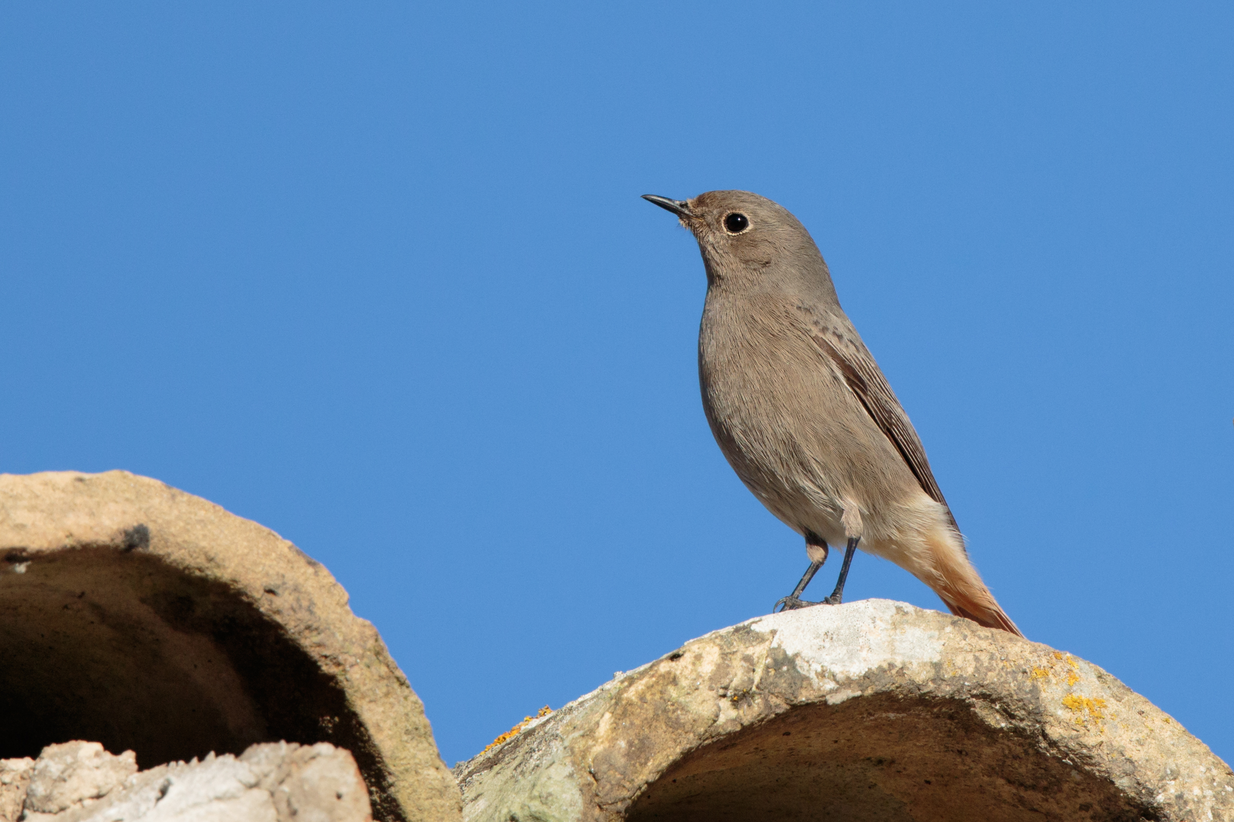 Codirosso spazzacamino