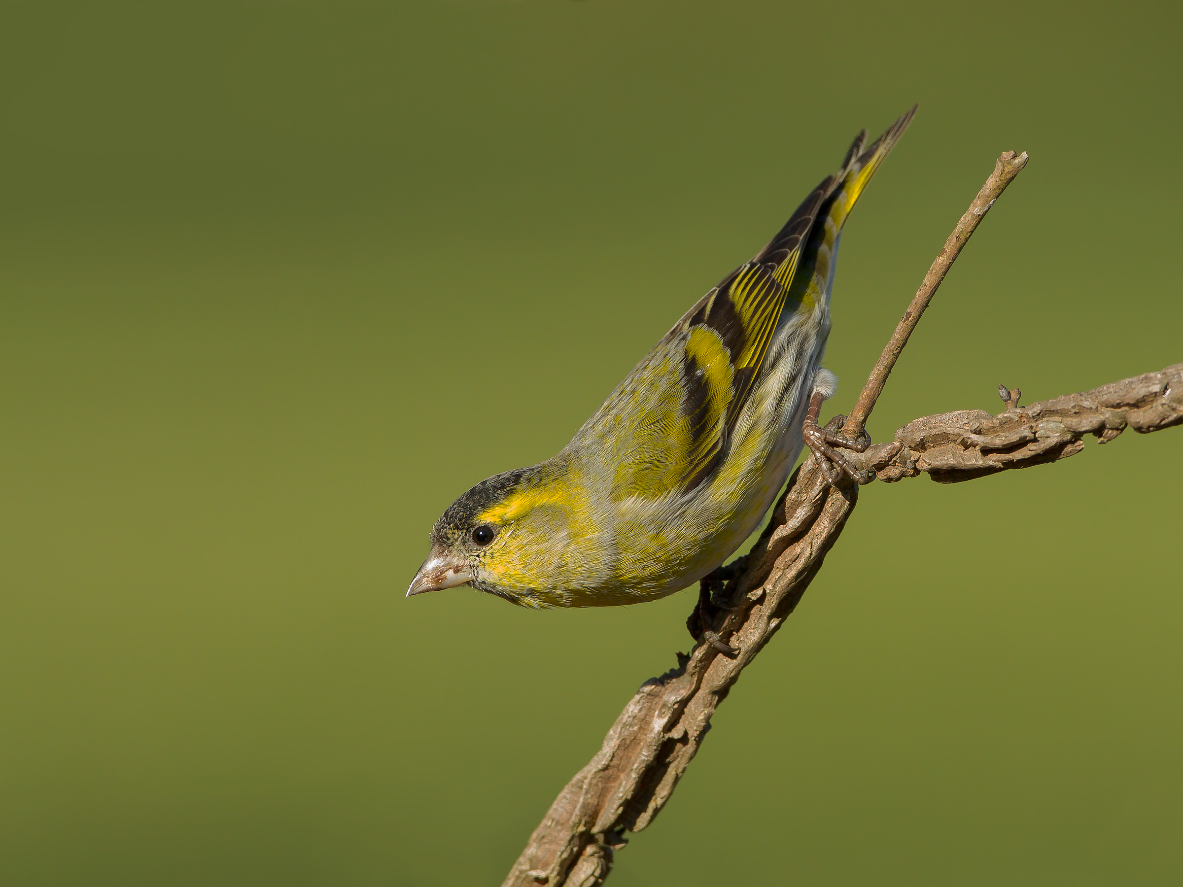 siskin