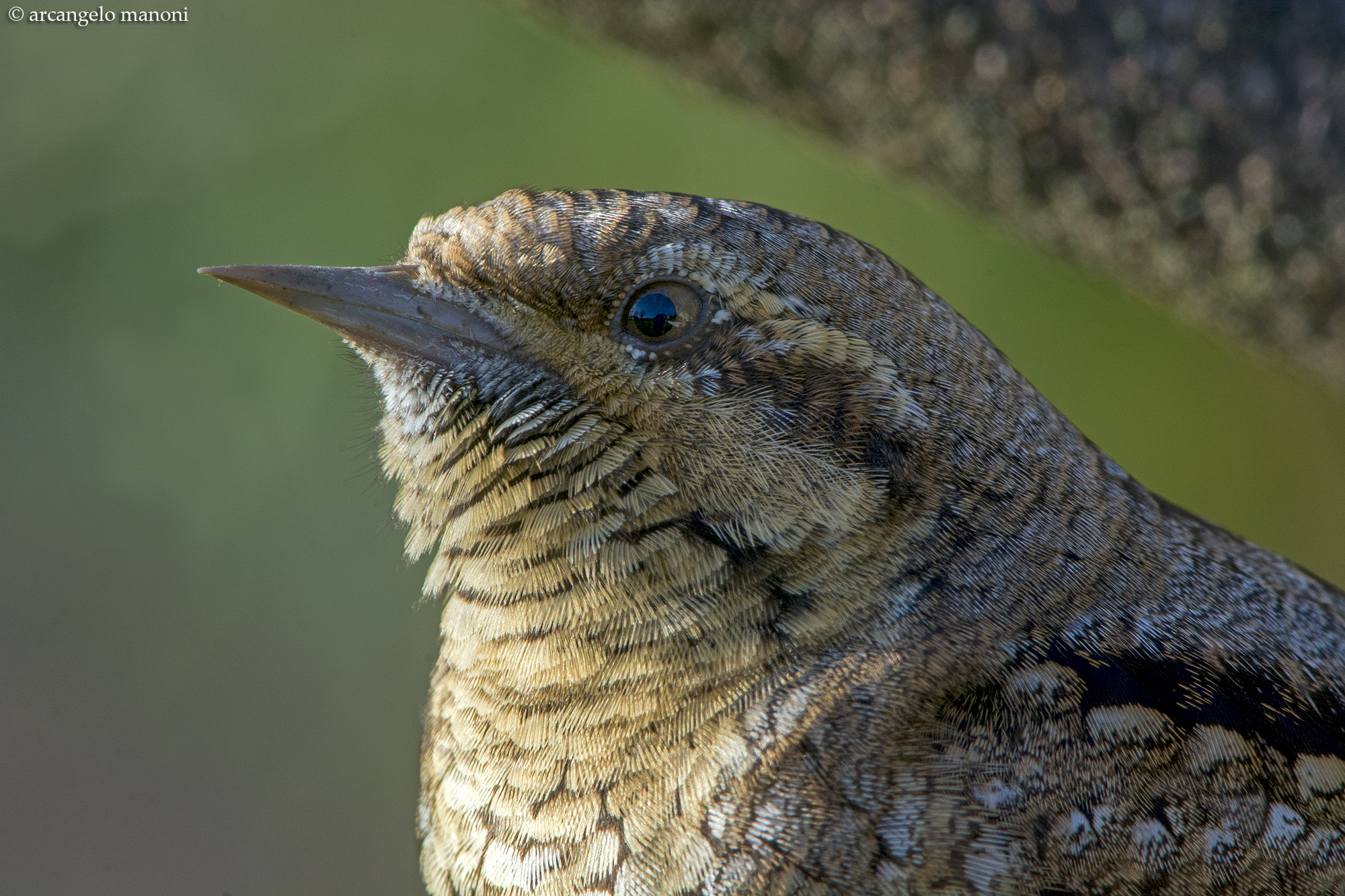 Incredibile: un torcicollo a Natale!