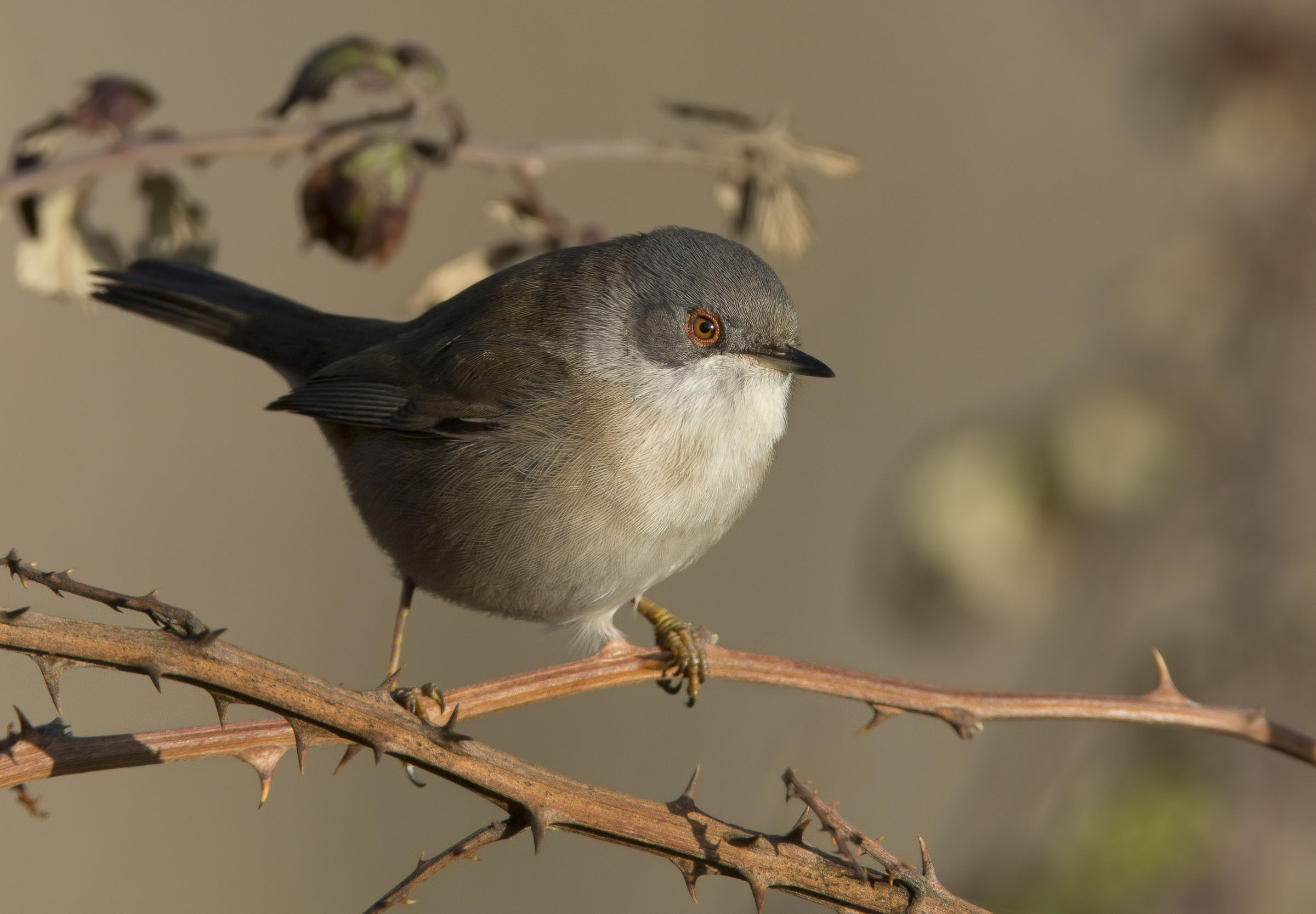femminuccia di occhiocotto