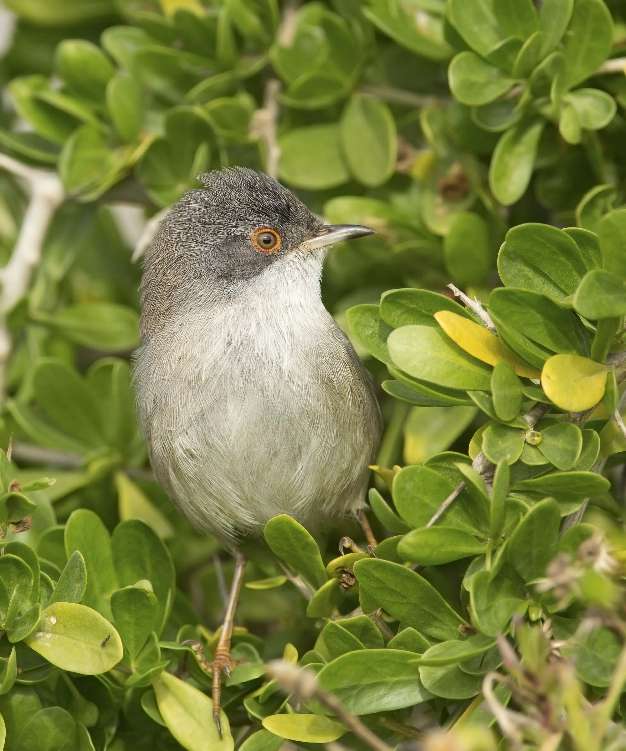 femminuccia di occhiocotto