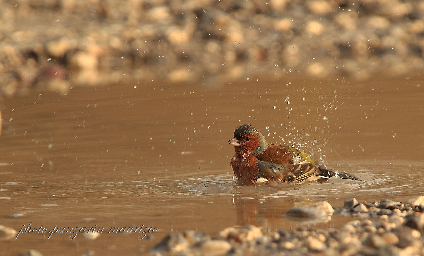 the bath of finch