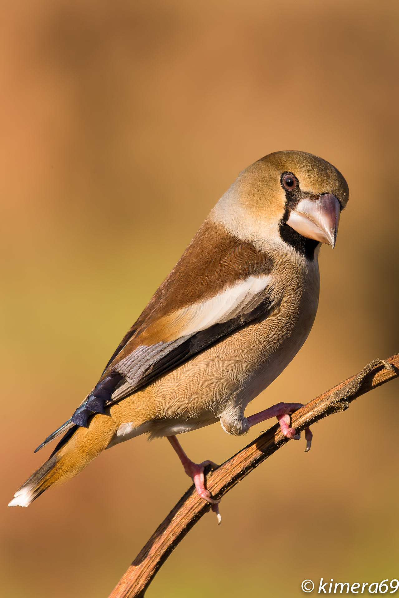 Hawfinch