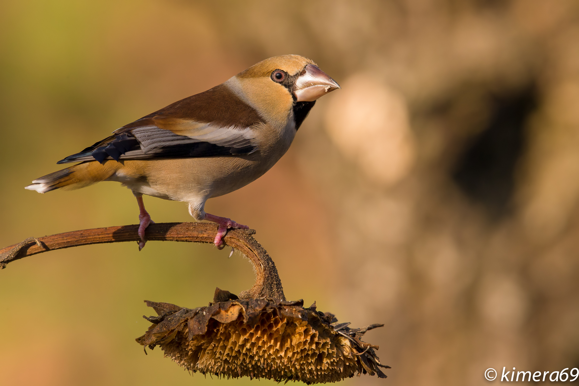 Hawfinch