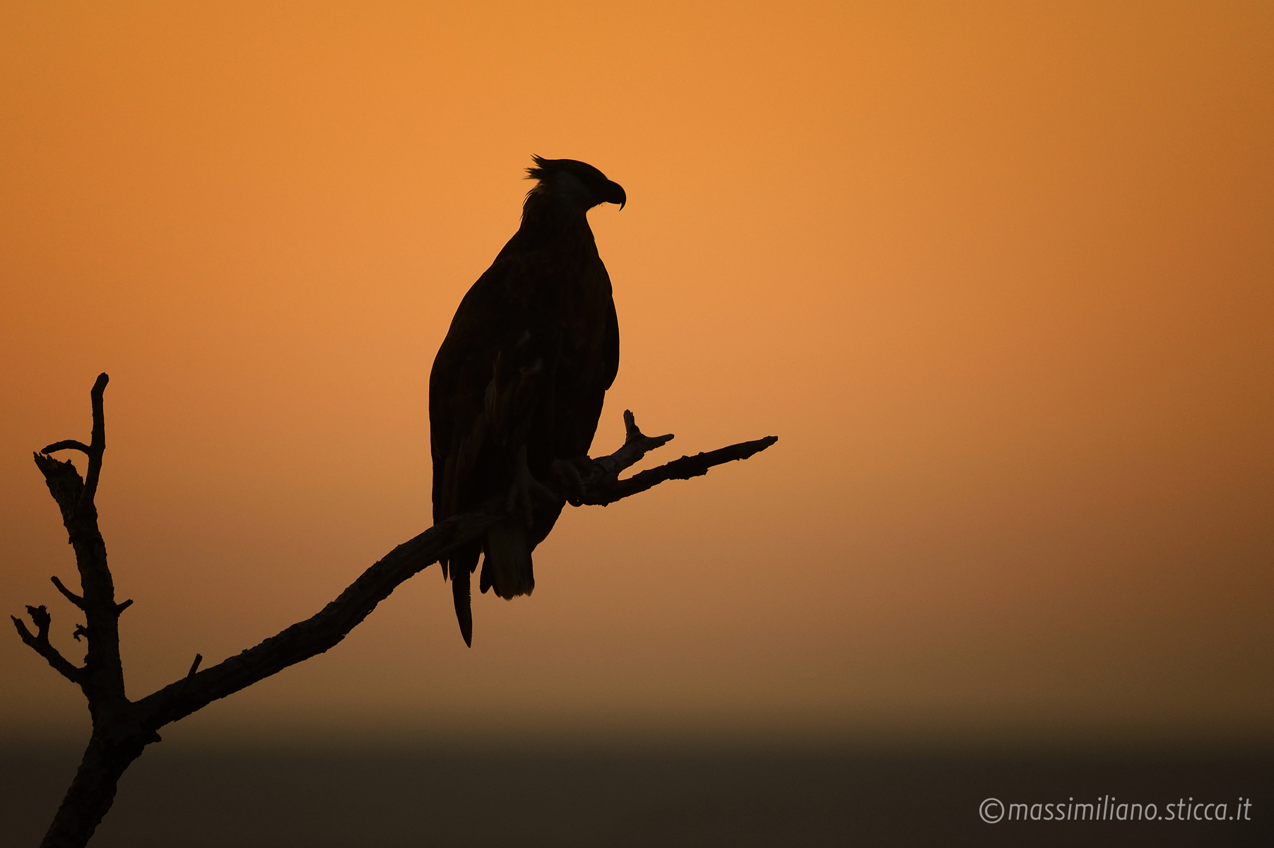 Madagascan fish eagle - Haliaeetus vociferoides