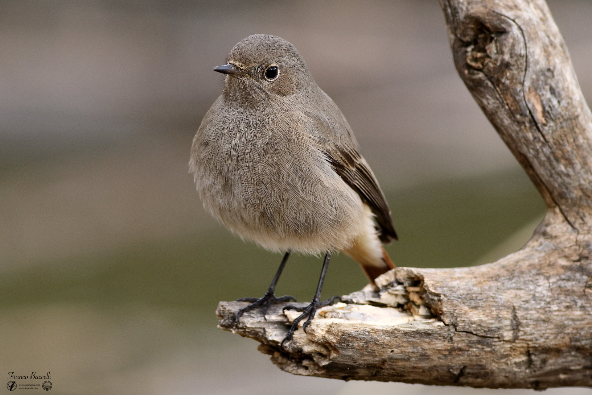 Codirosso spazzacamino