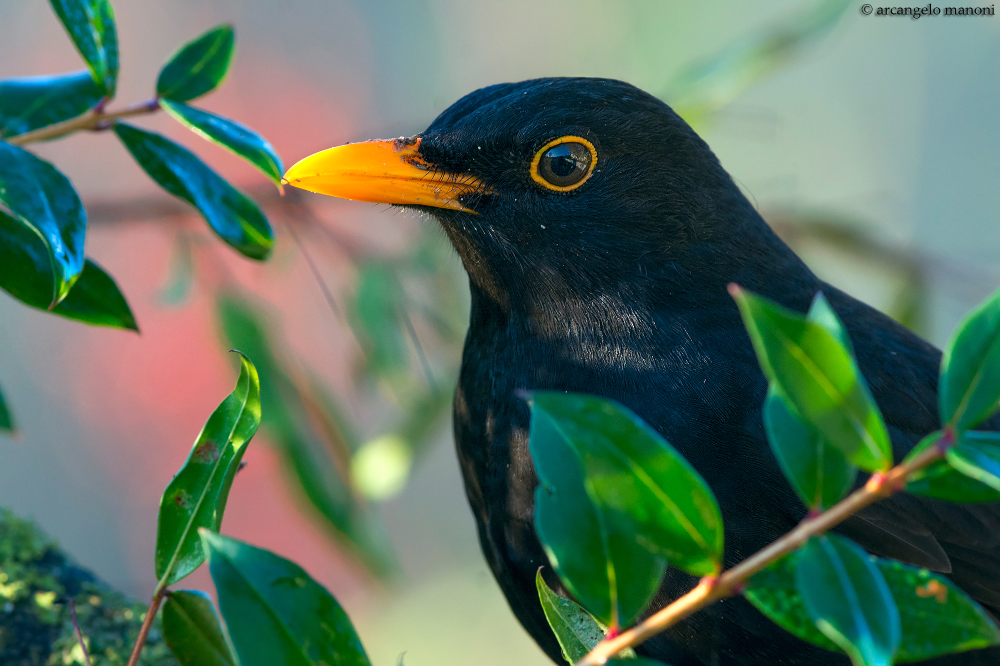 Merlo maschio: il signore dei rovi