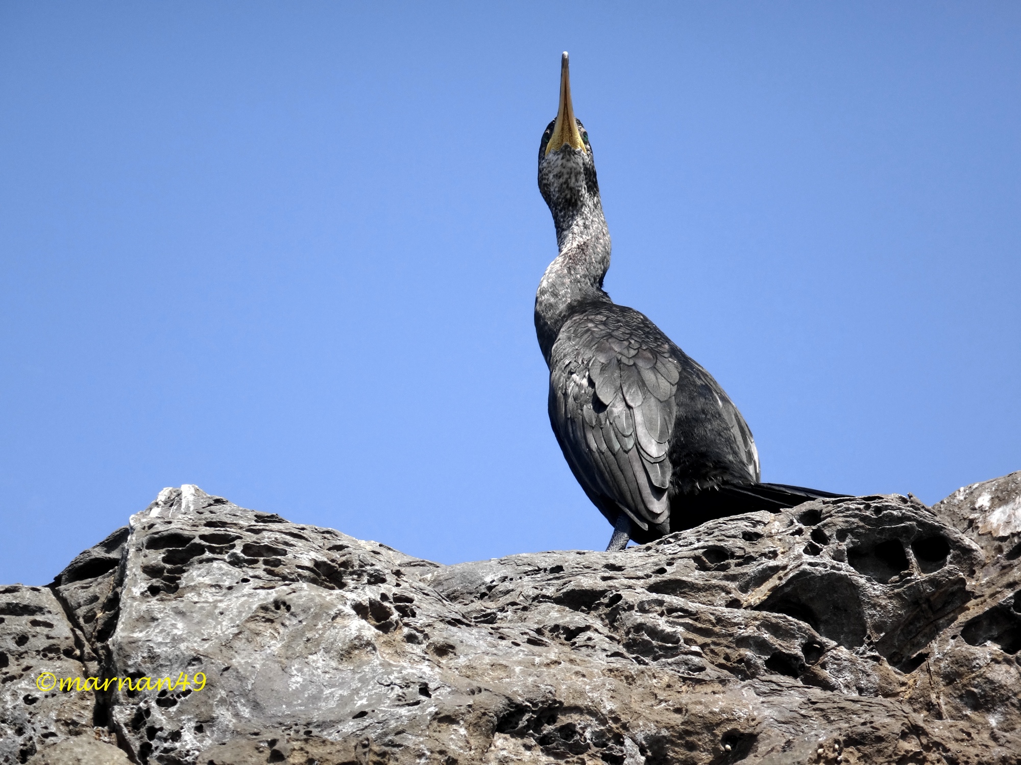 Marangone dal ciuffo(Phalacrocorax aristotelis) adulto