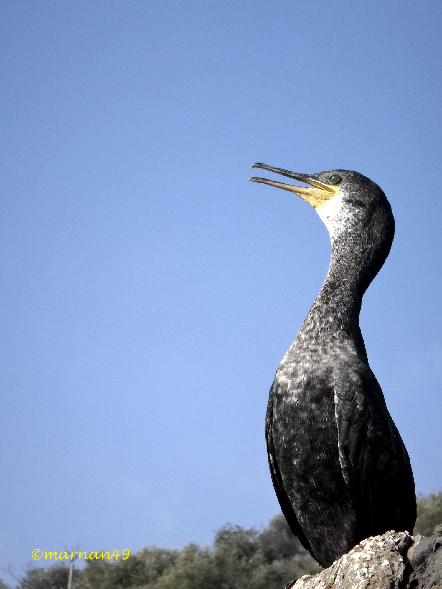 Gli occhi verdi del marangone/cormorano