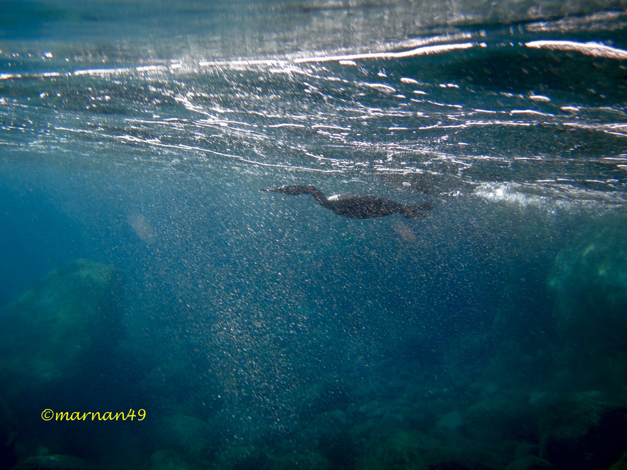 Marangone inizia immersione senza tuffarsi
