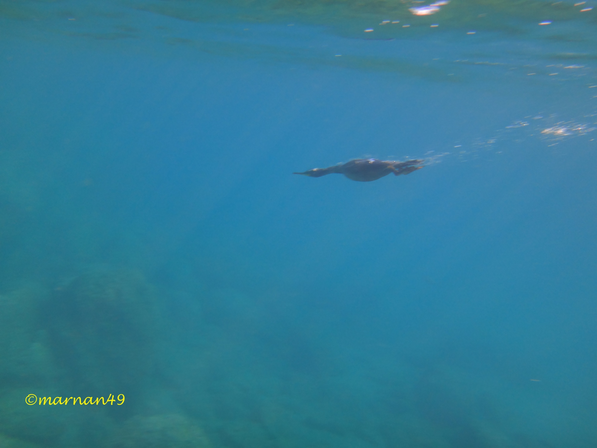 Marangone che pesca in immersione