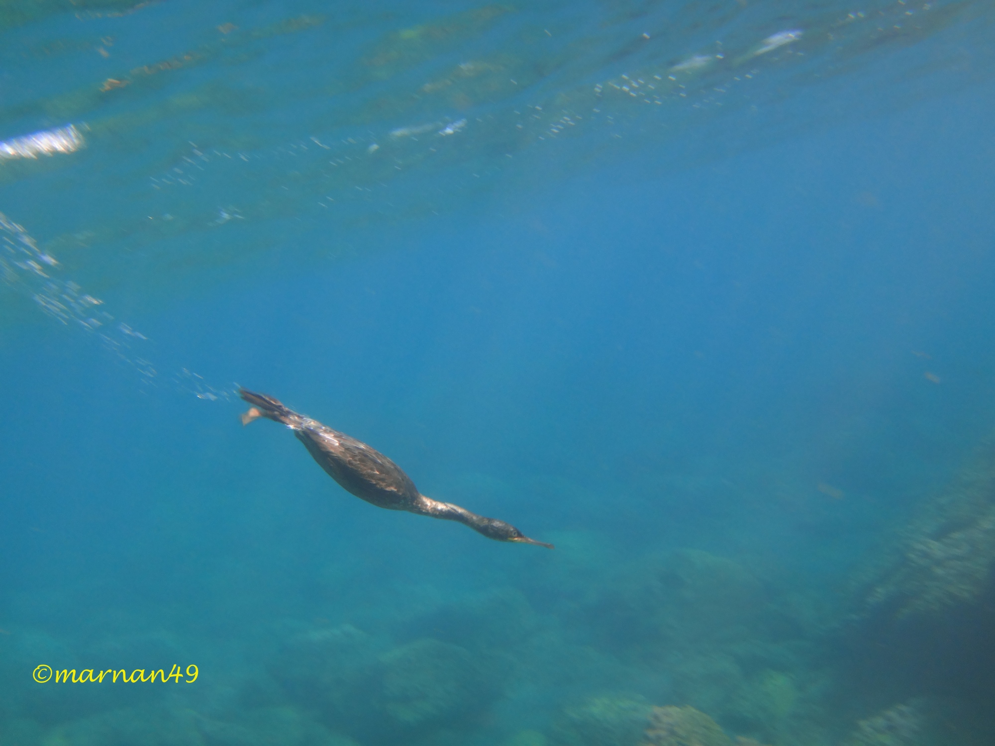 Il Marangone nuota affusolato muovendo le zampe palmate