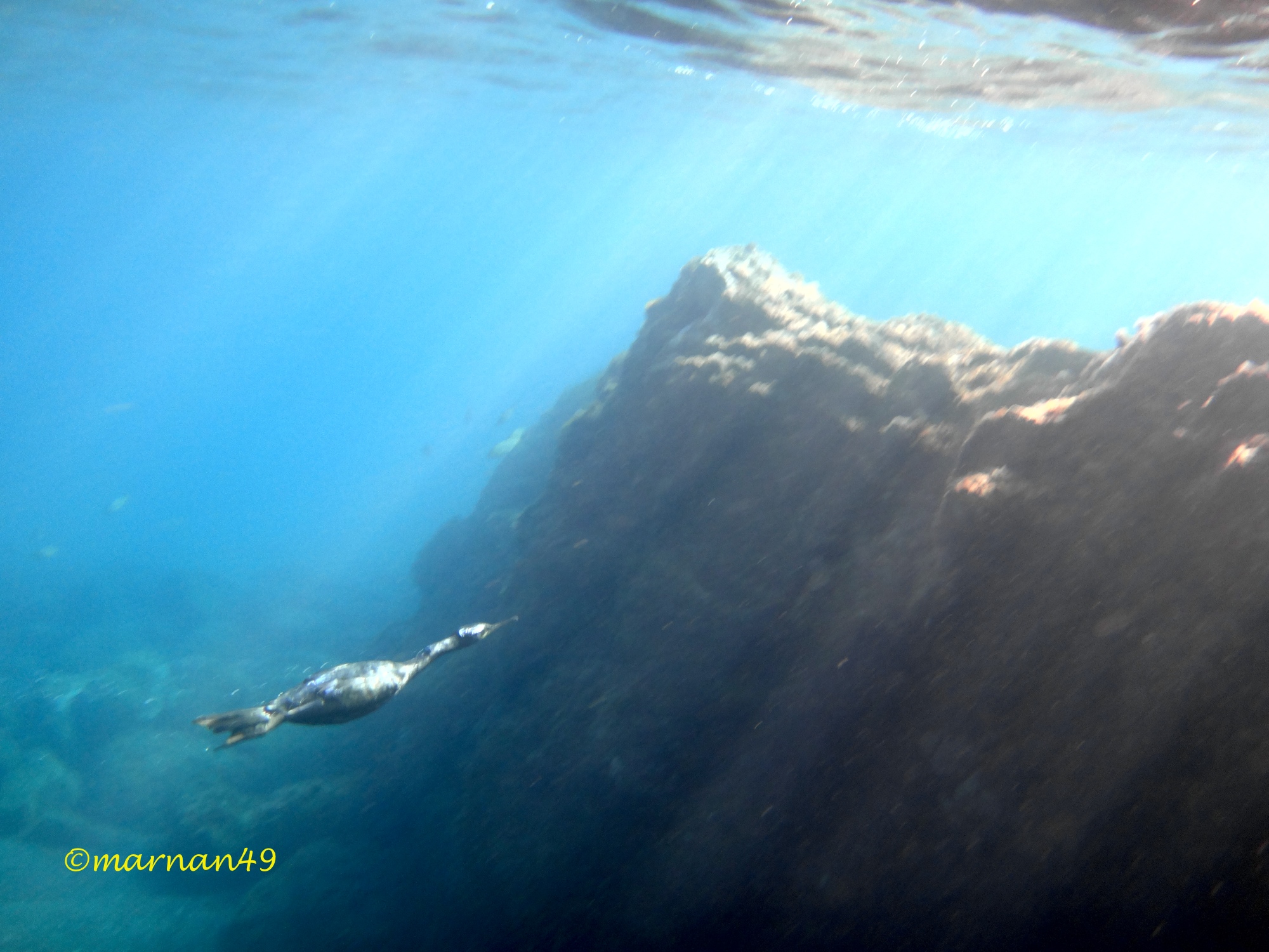 Il Marangone nuota velocissimo