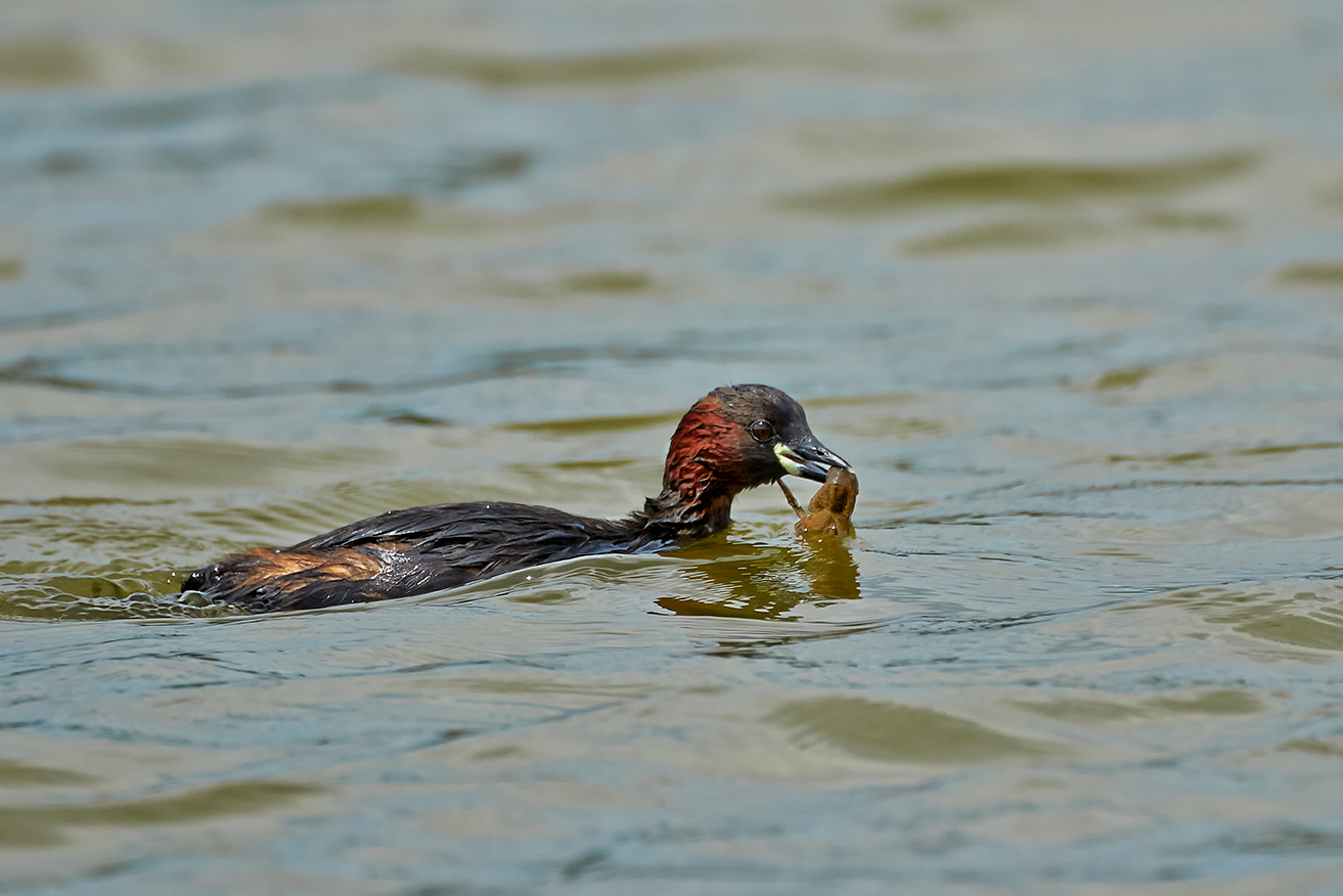 Birdlife Dam Santa Luce-Pisa