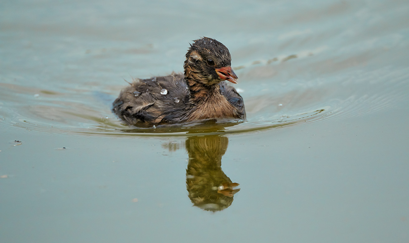 Birdlife Dam Santa Luce-Pisa