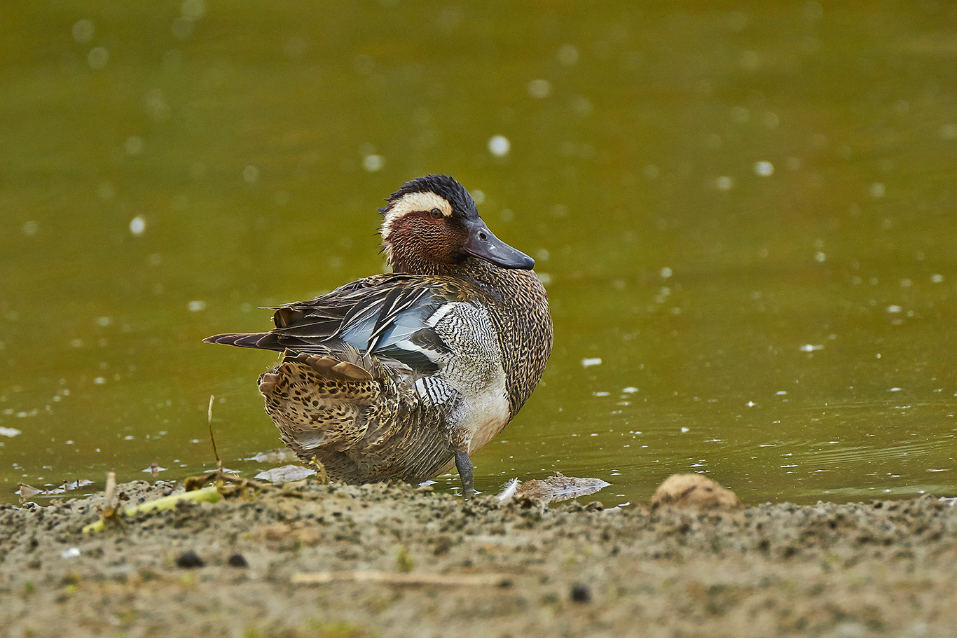 Avifauna Diga di Santa Luce-Pisa