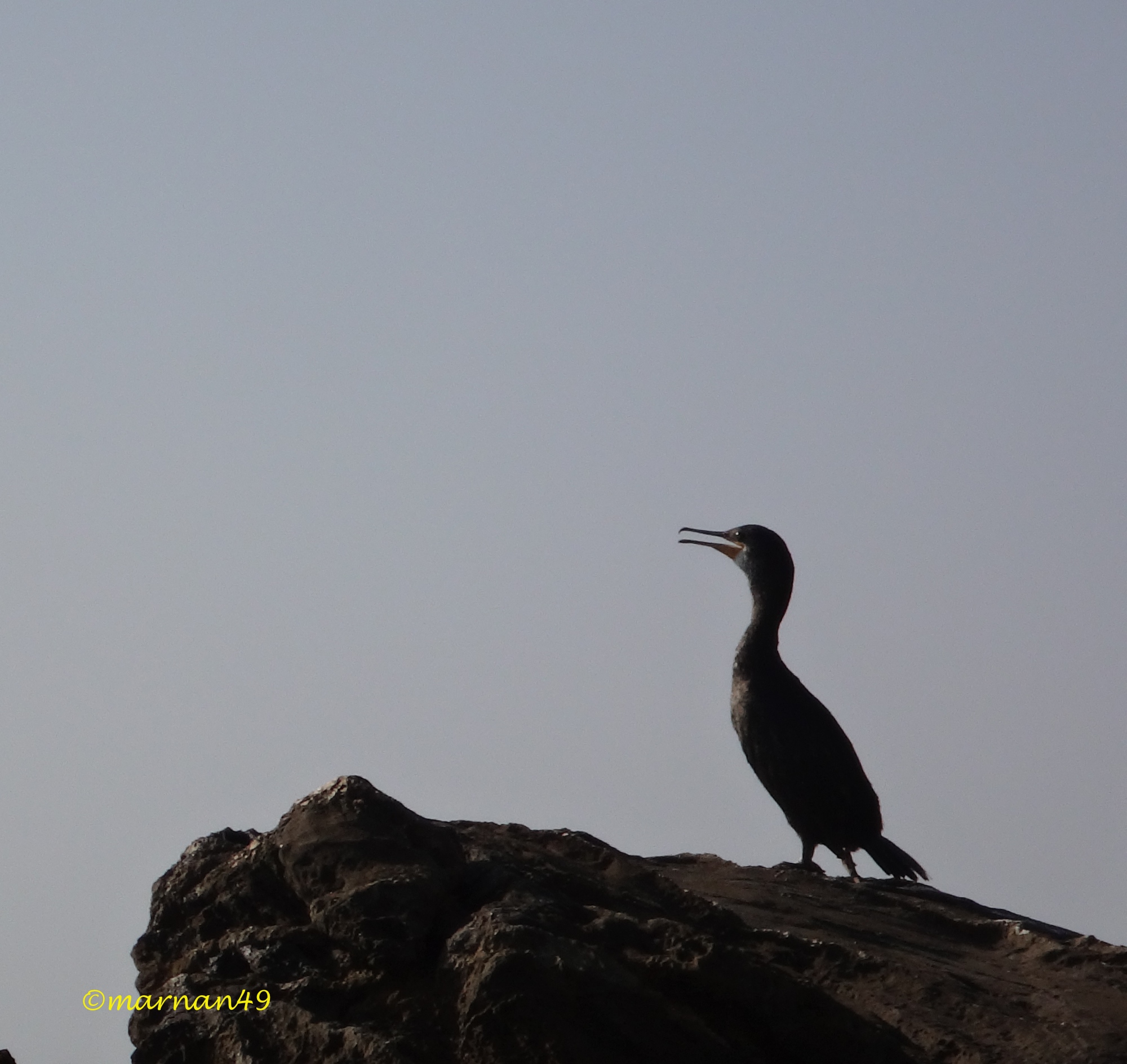 Il cormorano comune, noto anche come marangone