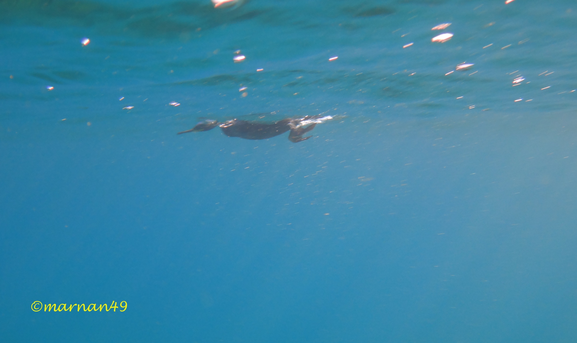 Marangone in procinto di immergersi