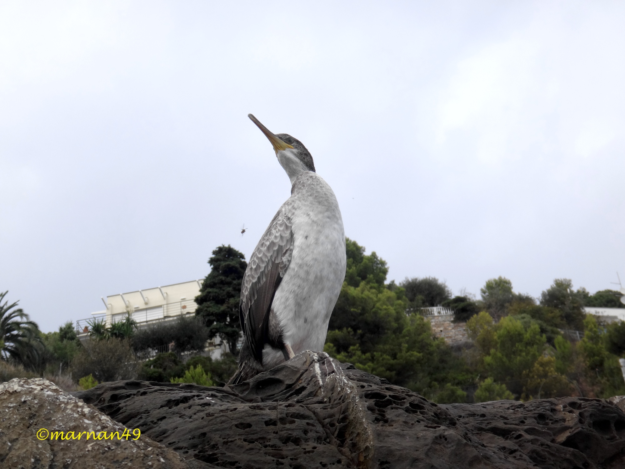 Marangone dal ciuffo(Phalacrocorax aristotelis) giovane