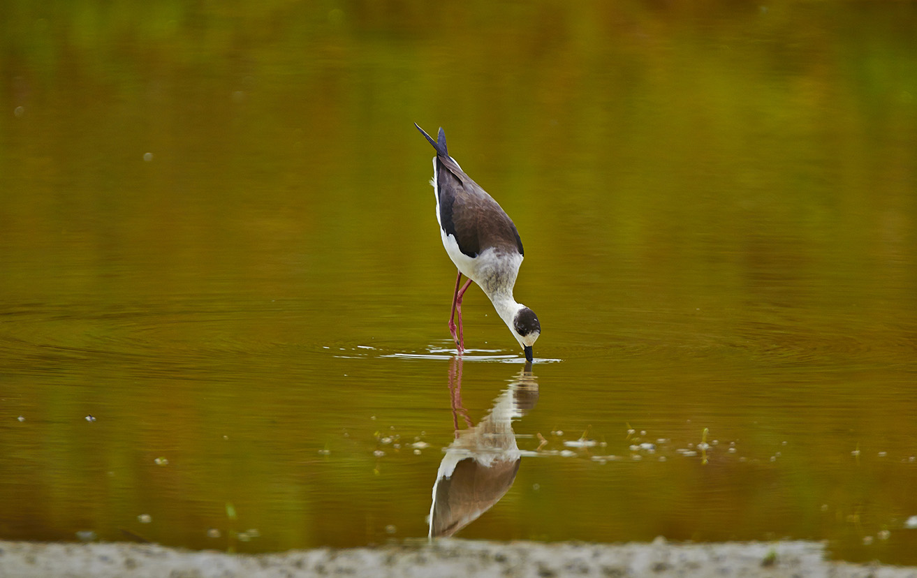 Birdlife Dam Santa Luce-Pisa