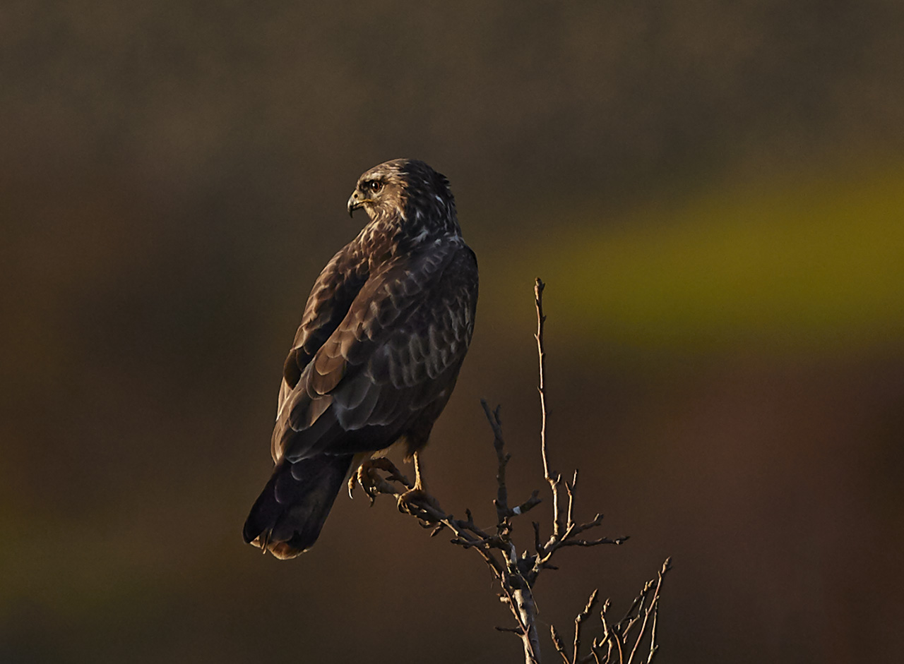 Poiana al tramonto-Orciano Pisano-Pisa