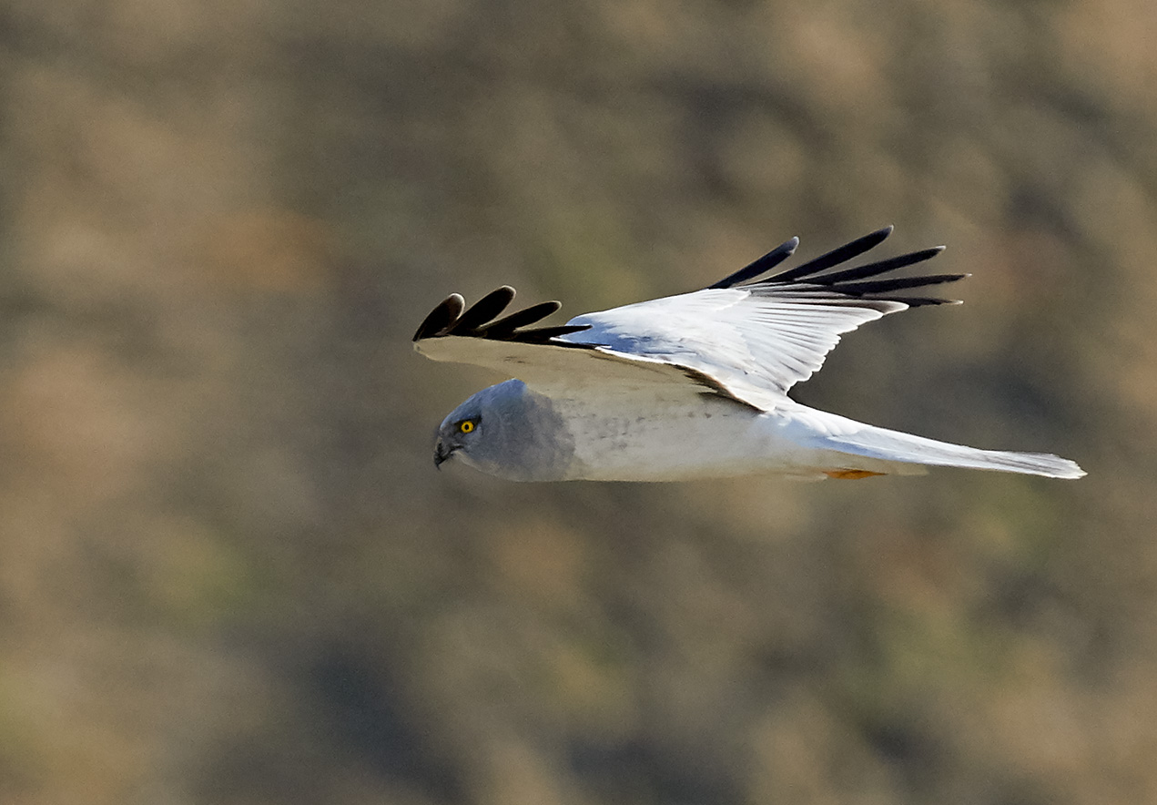 Albanella in perlustrazione, Lorenzana-Pisa