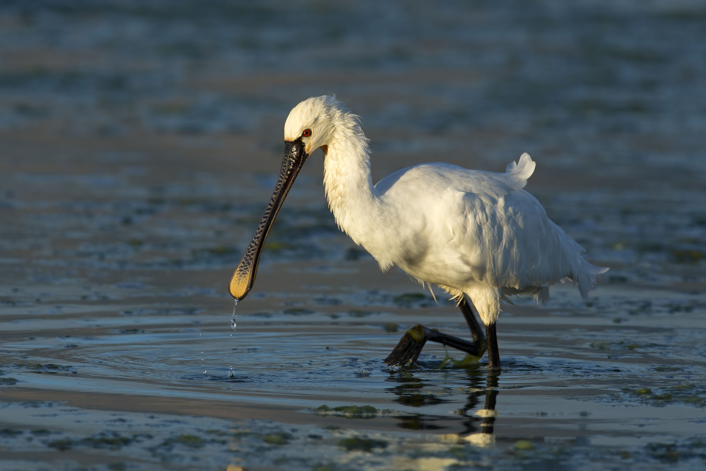 spatola al mattino ...quasi presto