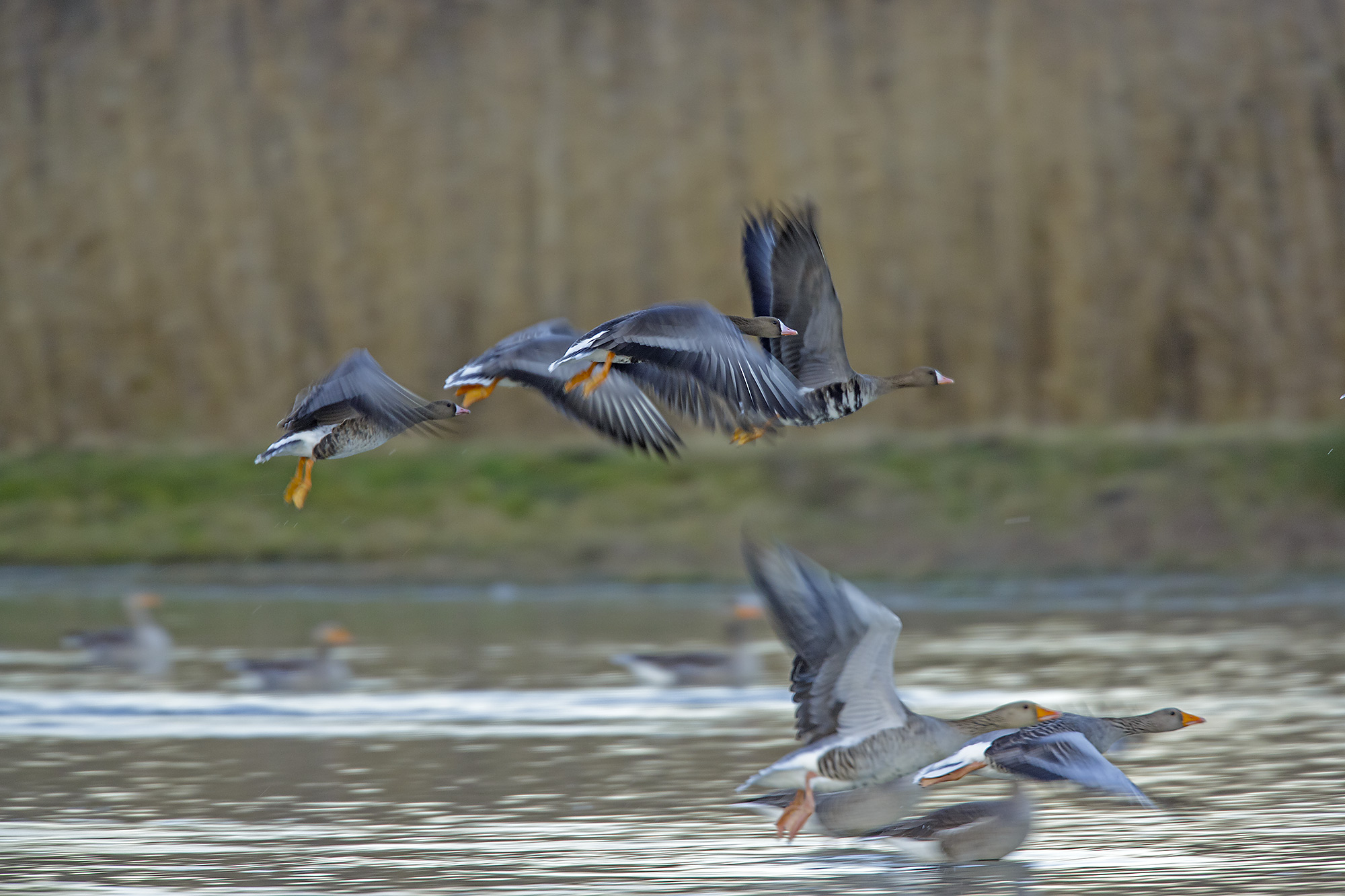 lomardelle e selvatiche