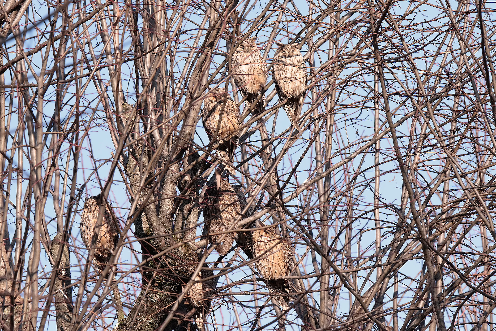 The magnici 7 ... a show .. !!