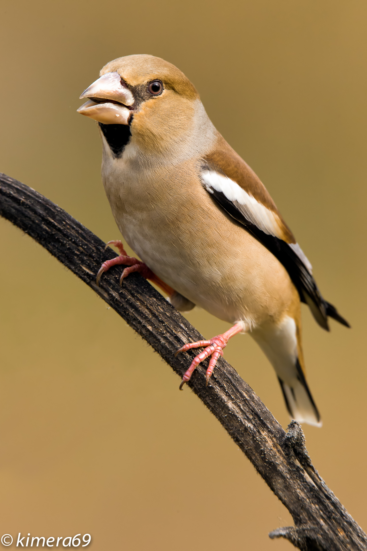 Hawfinch