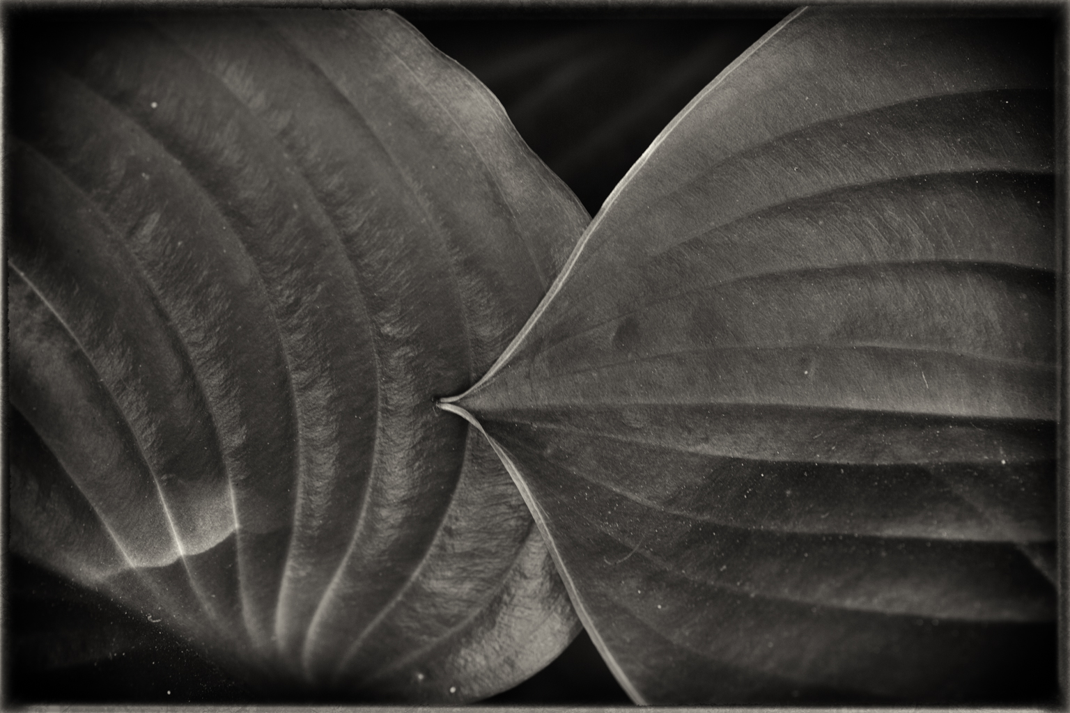 Foglie, 2014 - Putignano (Ba)