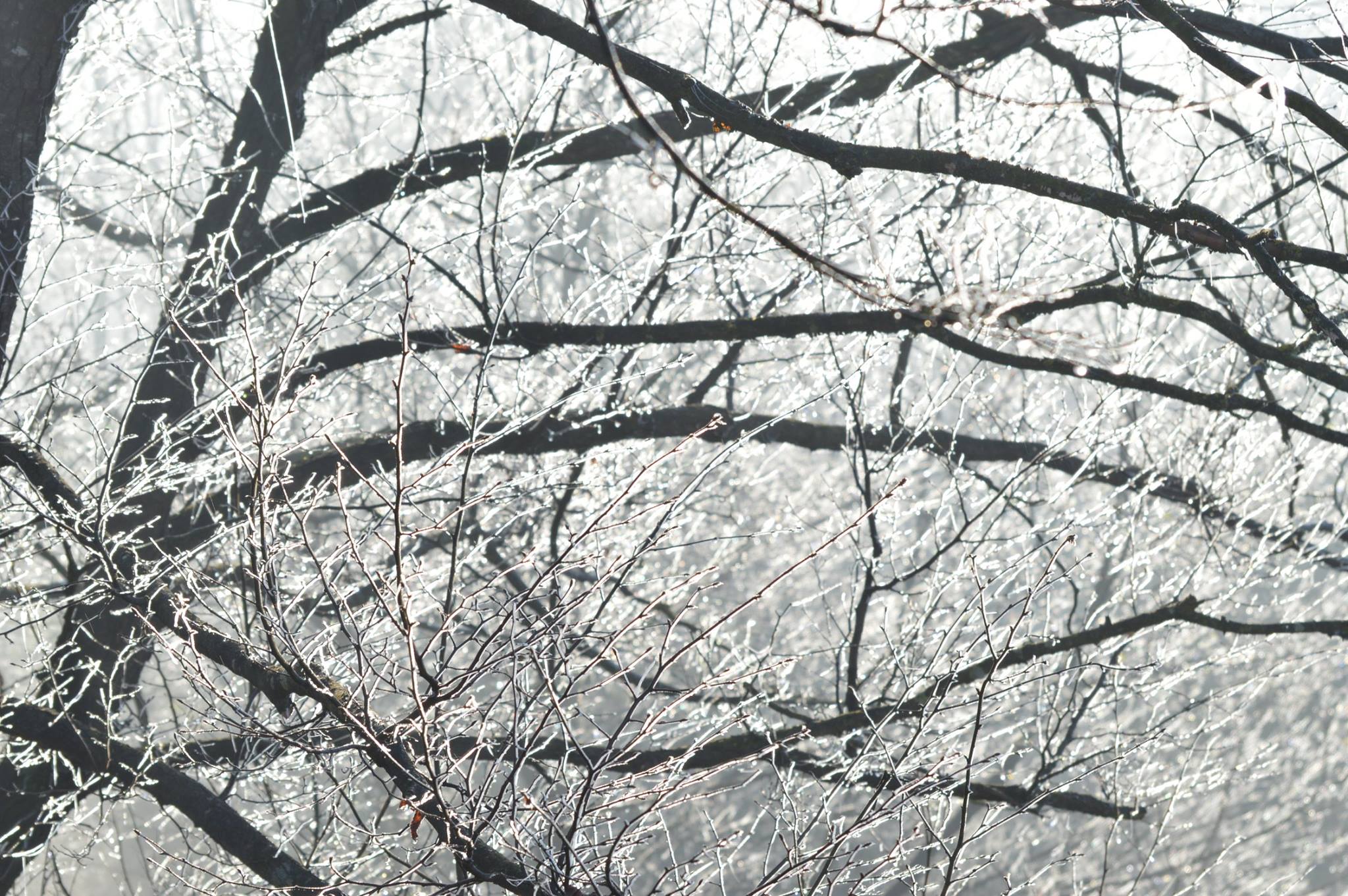 icy branches